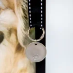 dog frame collar