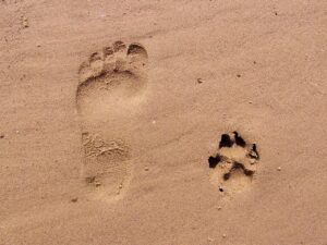 footprint, sand, nature, footprints, beach, track, paw, paw print