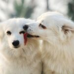Two fluffy white dogs share a tender moment outdoors, enhancing their bond.