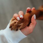 Close-up of a woman's hand holding a dog paw symbolizing trust and companionship.