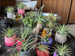 comforting crocheted a collection of various colored small baskets with magnetic backing intended for housing air ferns that come included in our comfort boxes