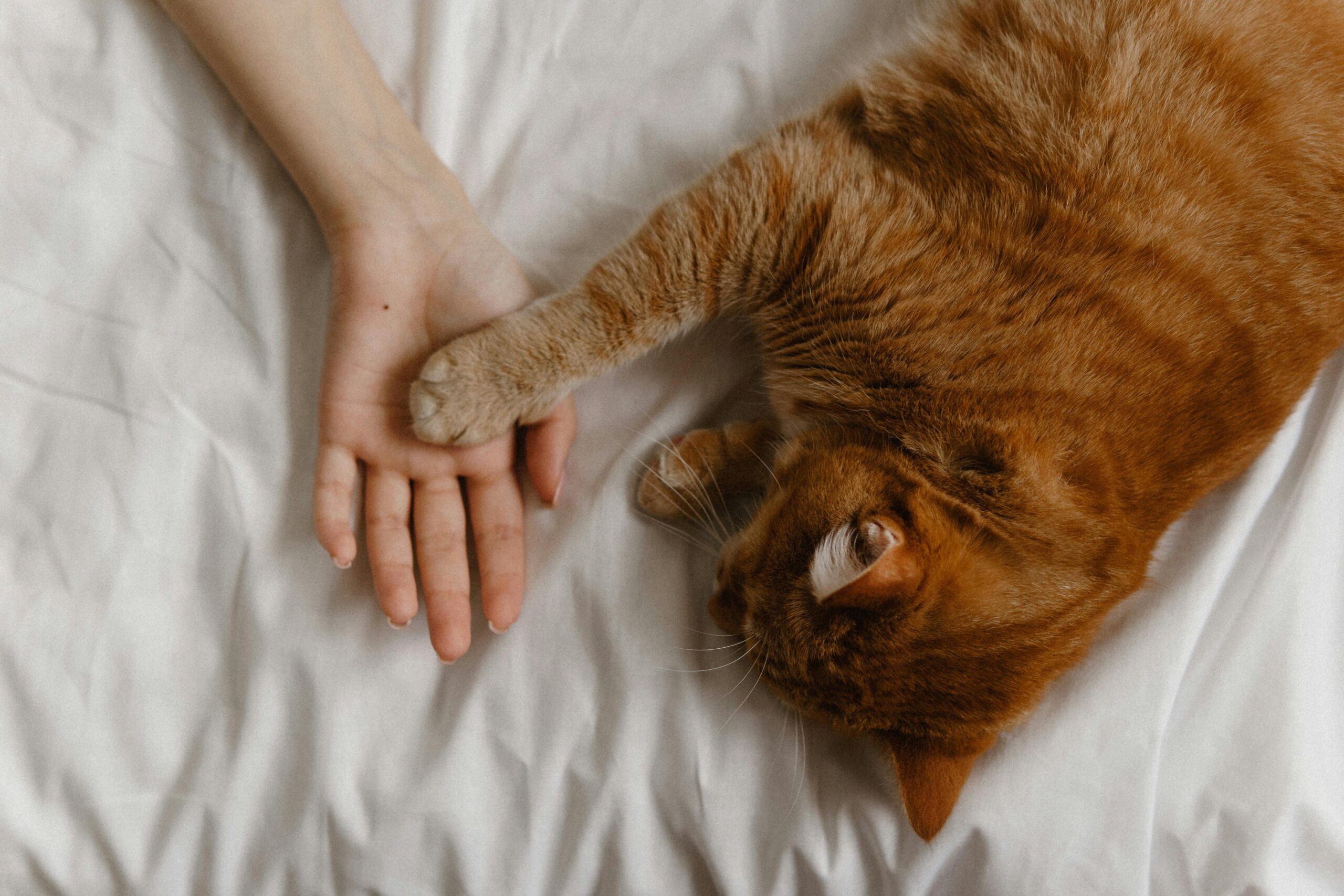 A cozy scene of a ginger cat reaching its paw to a human hand on a bed.